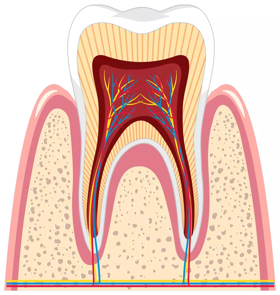 rct-structure-crosssection